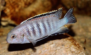 Tropheops sp. 'chilumba' im Steckbrief Tropheops sp. 'chilumba'